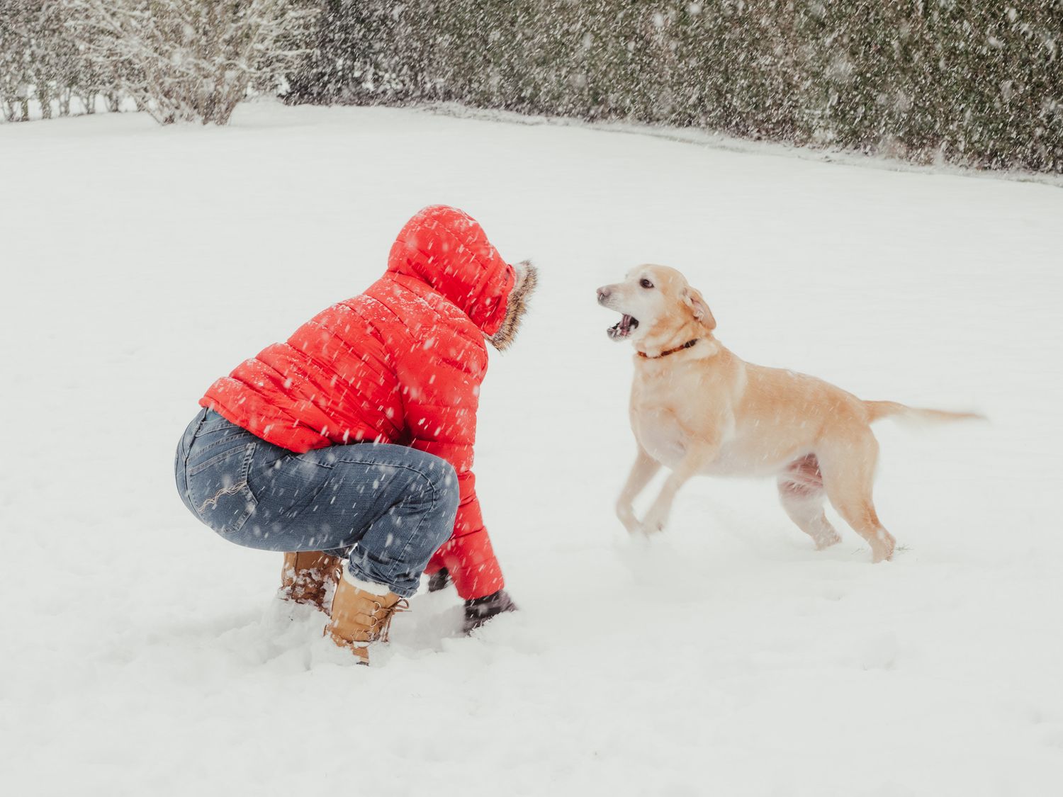 Woman and dog playing in the snow.