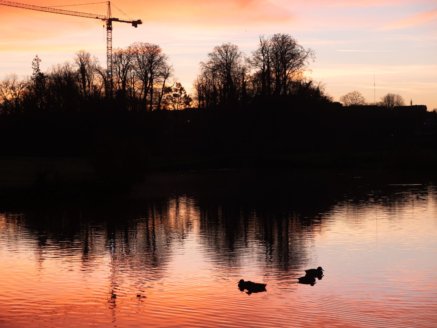 Tervuren park with ducks and crane in sunset silhouette