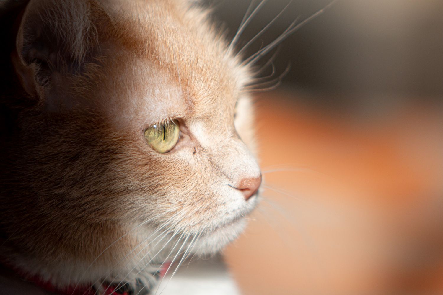Close-up photo of cat with orange blurred background.