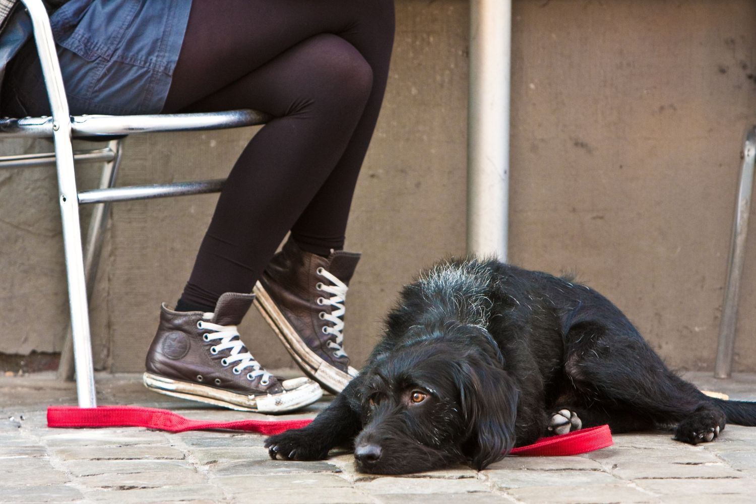Dog laying at the feet of a woman in leather Converse high top shoes