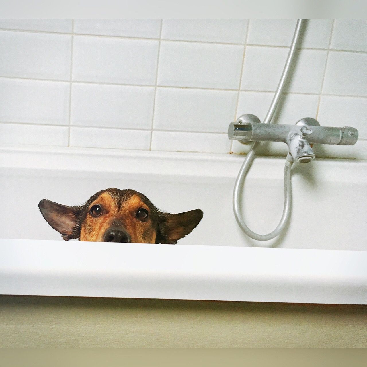 Dog peaking out of bathtub with cute ears