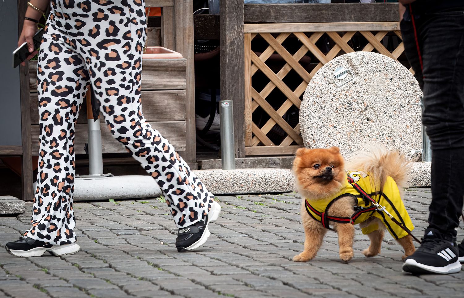 Little dog matches owner in leopard print pants.