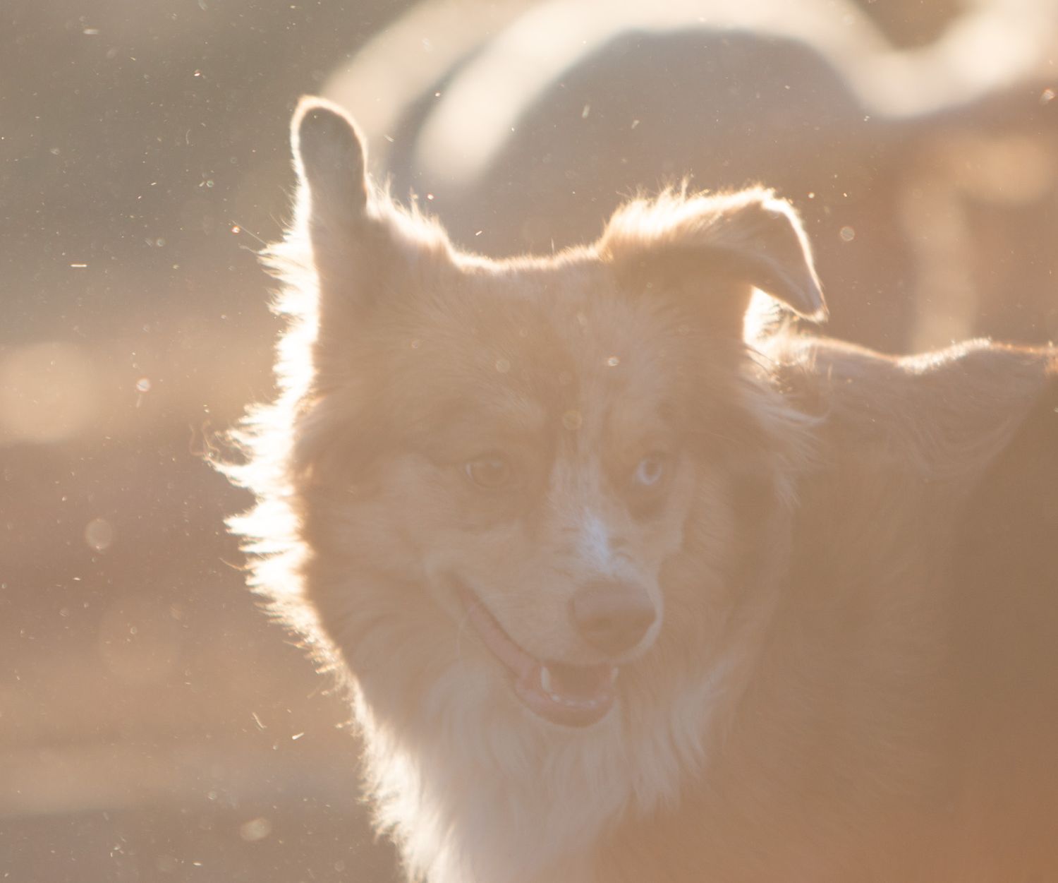 Puppy with two different colored eyes in backlight.
