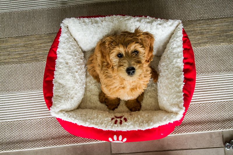 Looking down at a cute Golden Doodle puppy in a bed