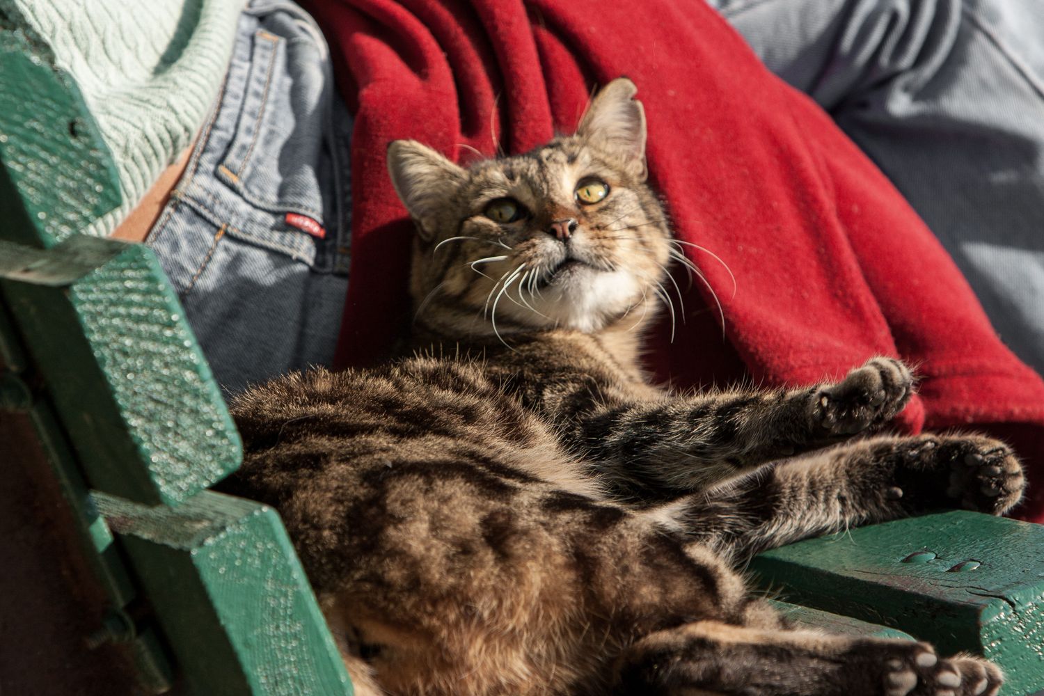 Cat cuddling woman on bench in Istanbul, Turkey