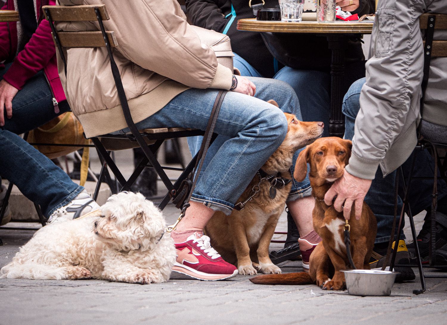 Dogs laying under a table in Antwerp, Beligum