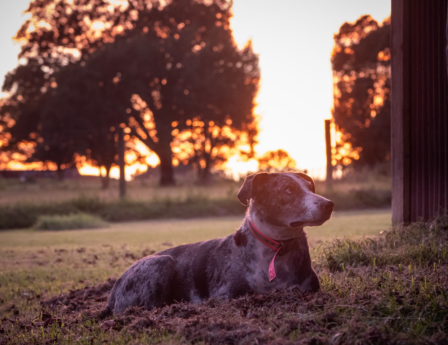 Dog laying in sunset grass with pretty light and trees.