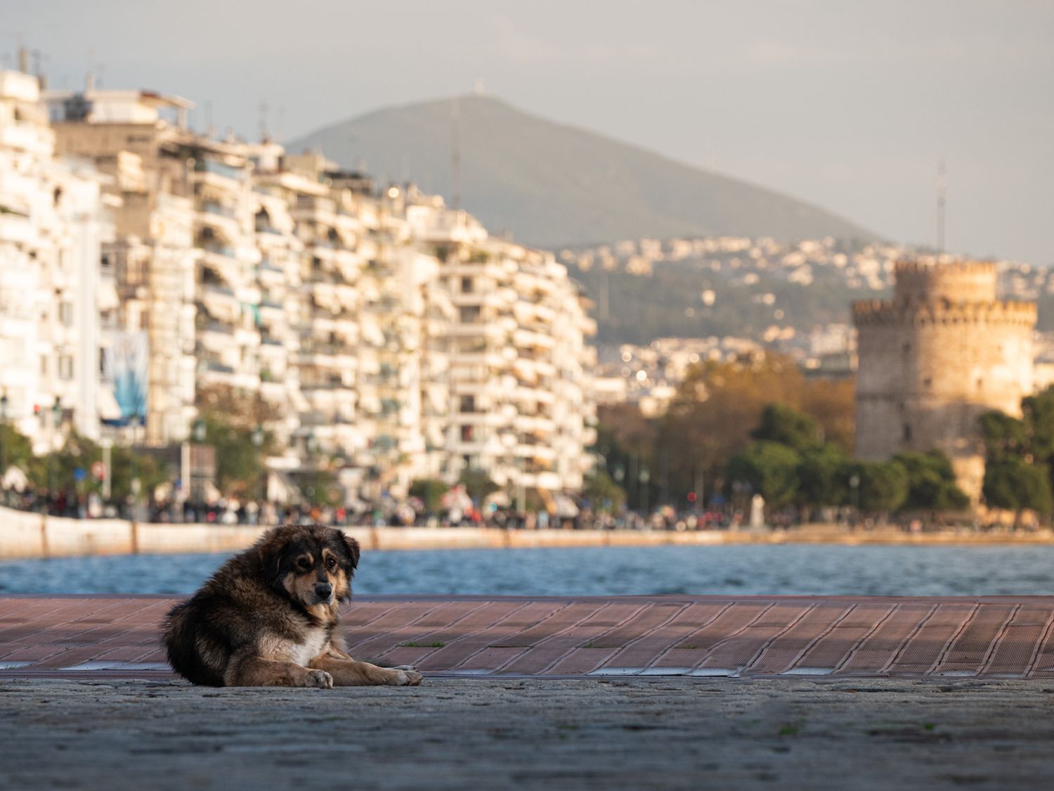 Dog laying by the water in Thessaloniki, Greece