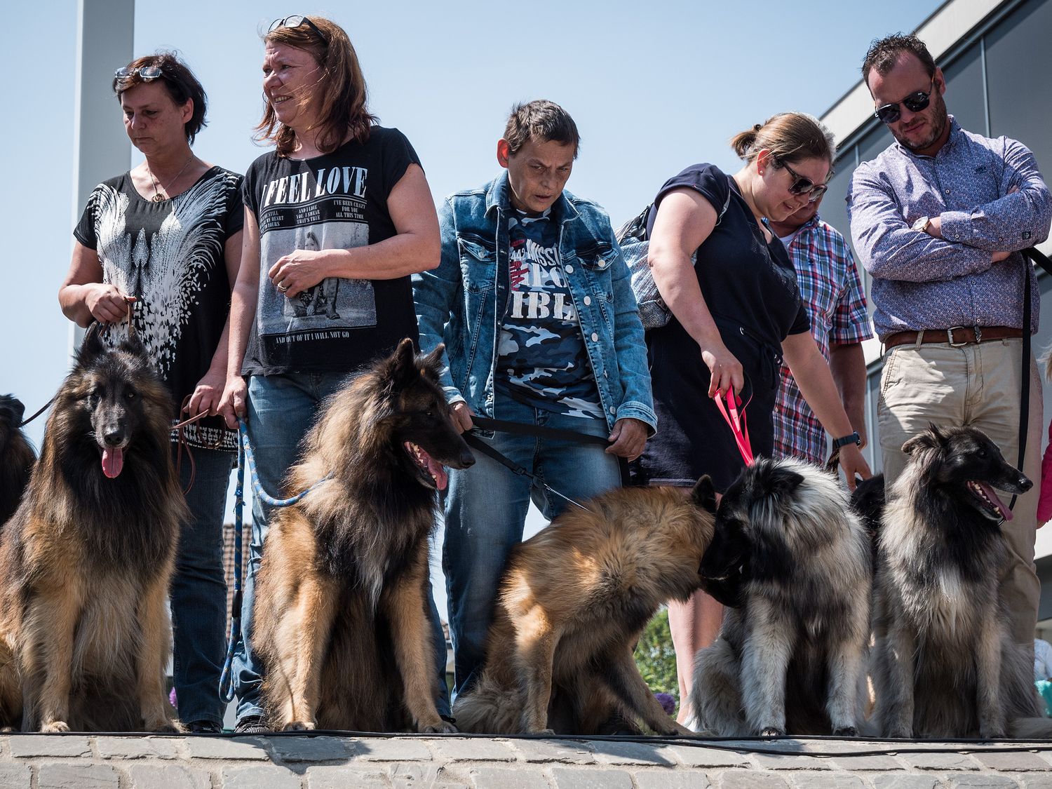 Tervuren shepherd dedication in Tervuren Belgium