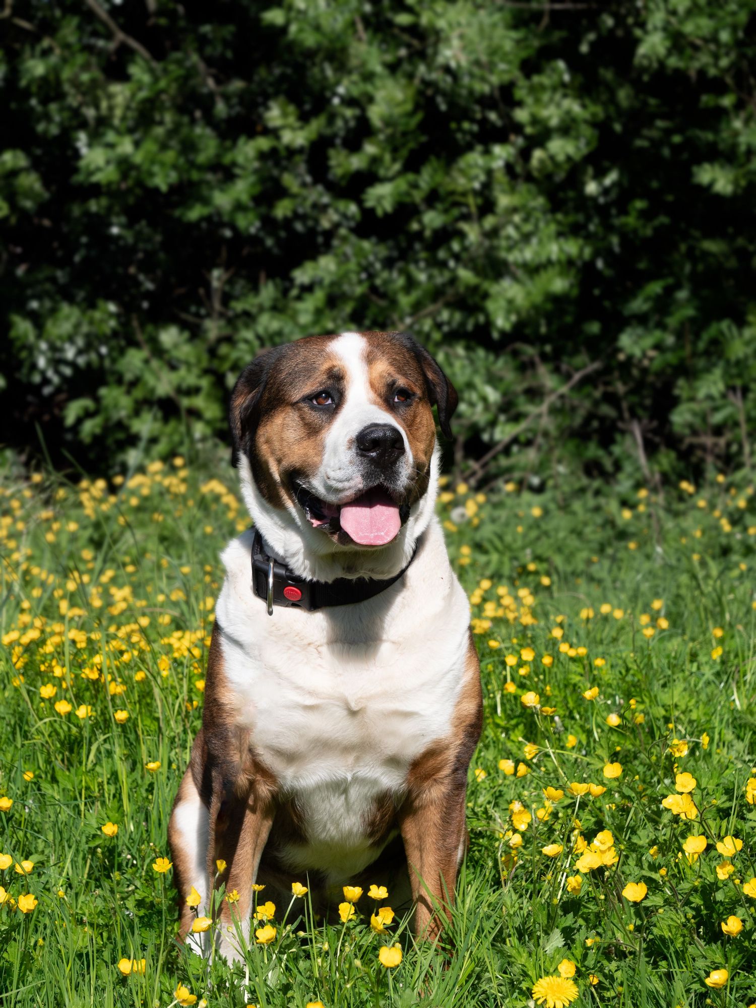 Mountain dog and yellow flowers.