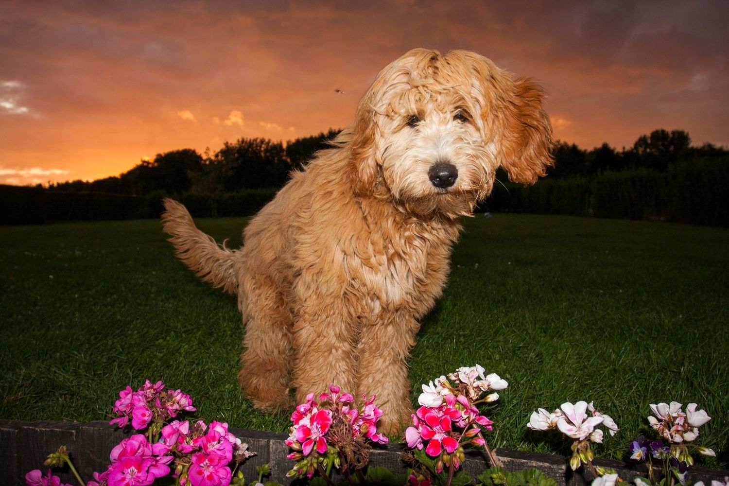 Golden Doodle puppy with flowing reddish blond hair in beautiful sunset sunlight with flowers in the foreground. Photo by Jason Kravitz.
