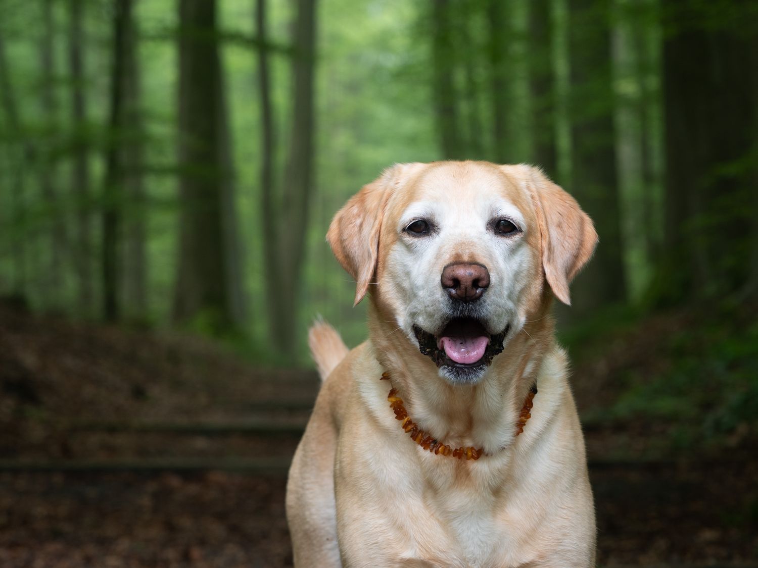 Happy Labrador Retriever dog in green forest