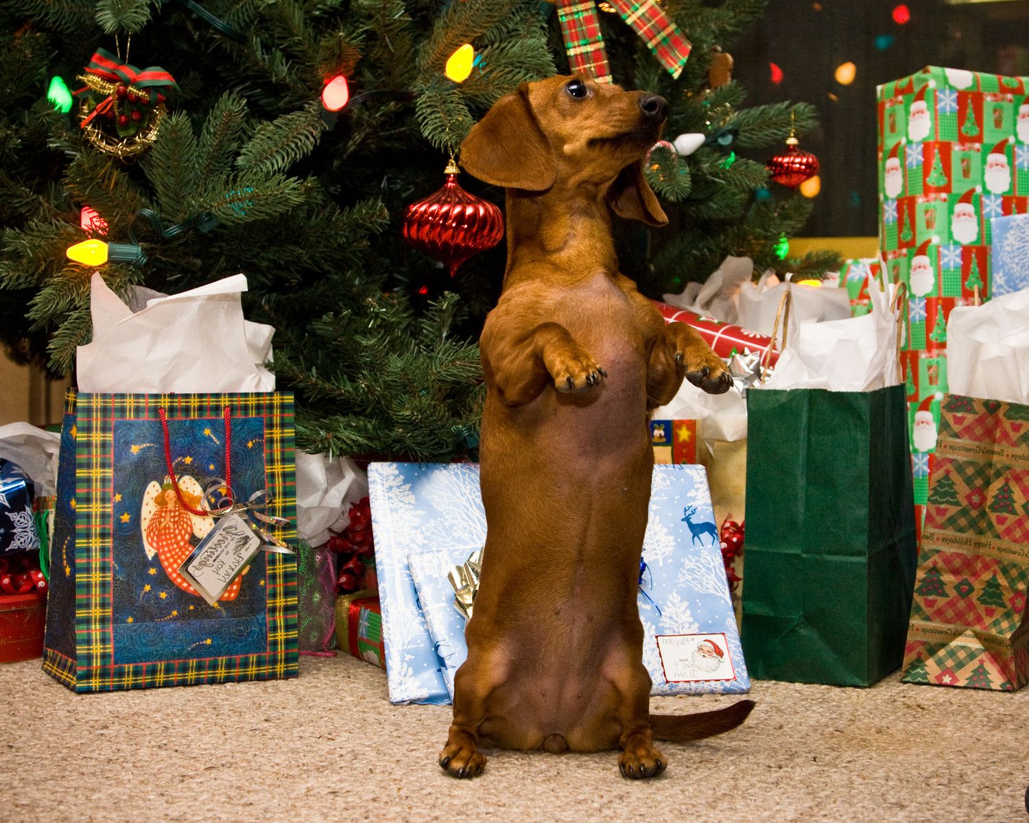Dachshund puppy sitting upright in front of a Christmas tree and presents