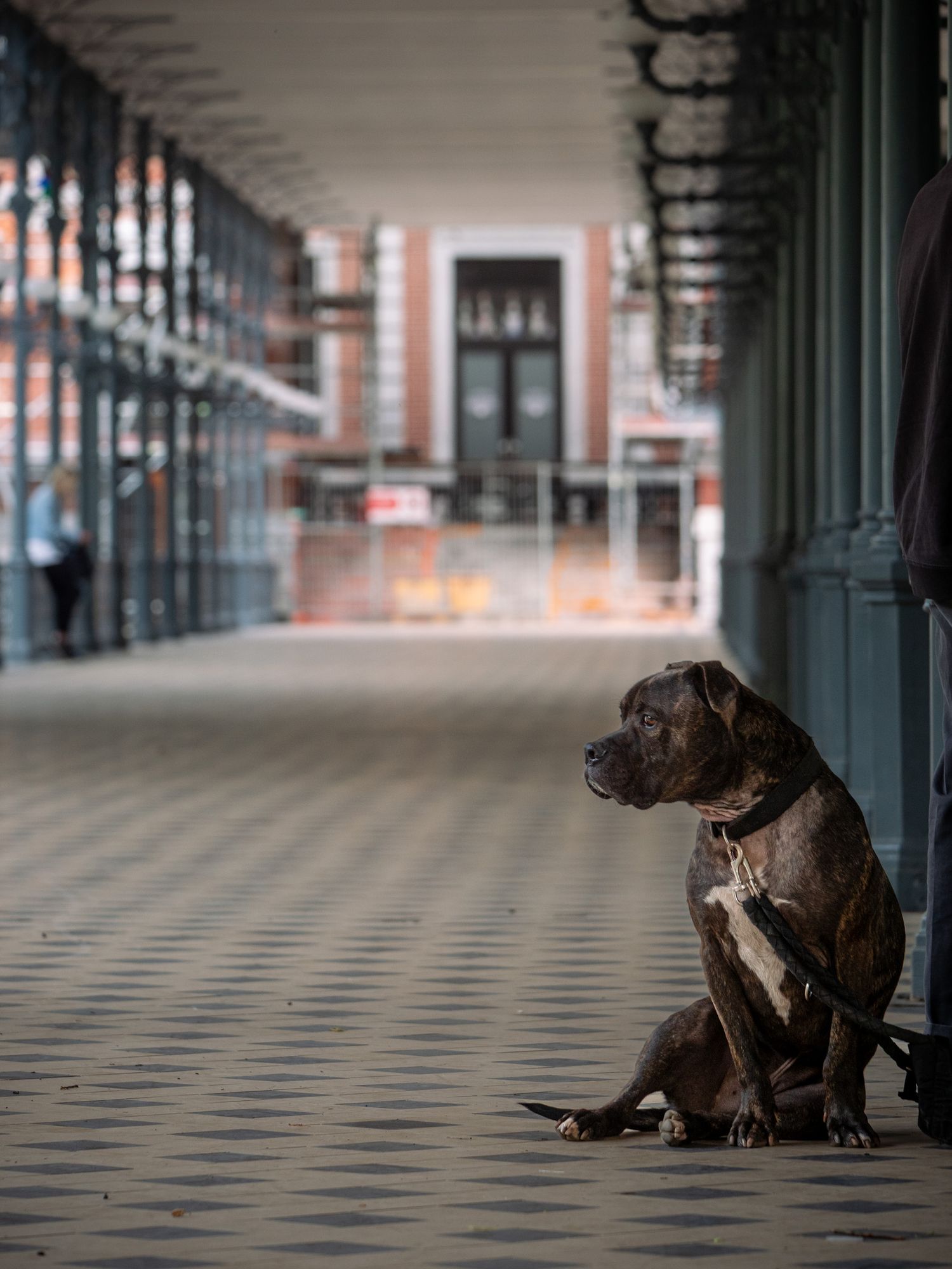 Dog sitting quietly in Spa Belgium