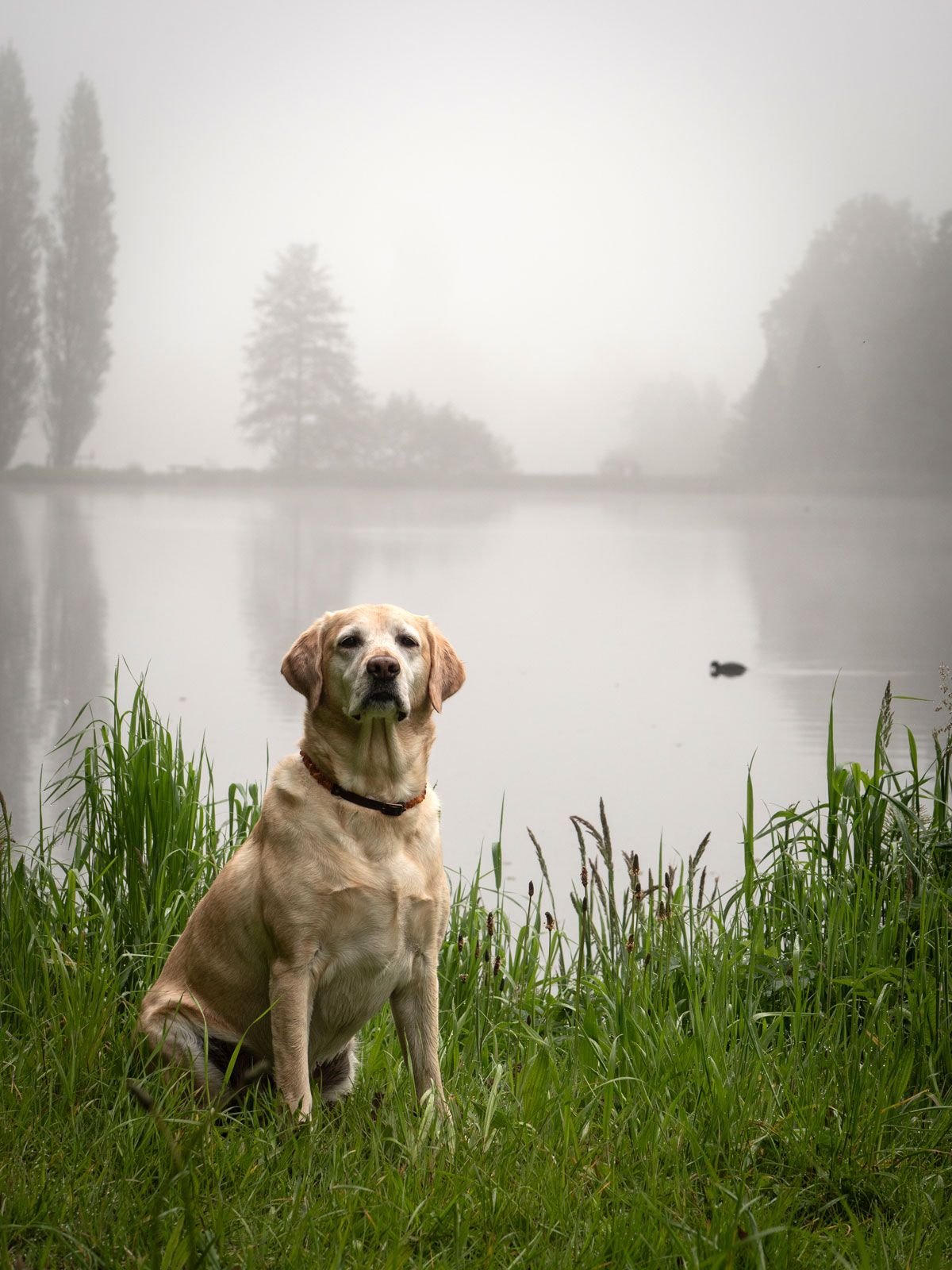Labrador Retriever dog by foggy pond in Tervuren Belgium
