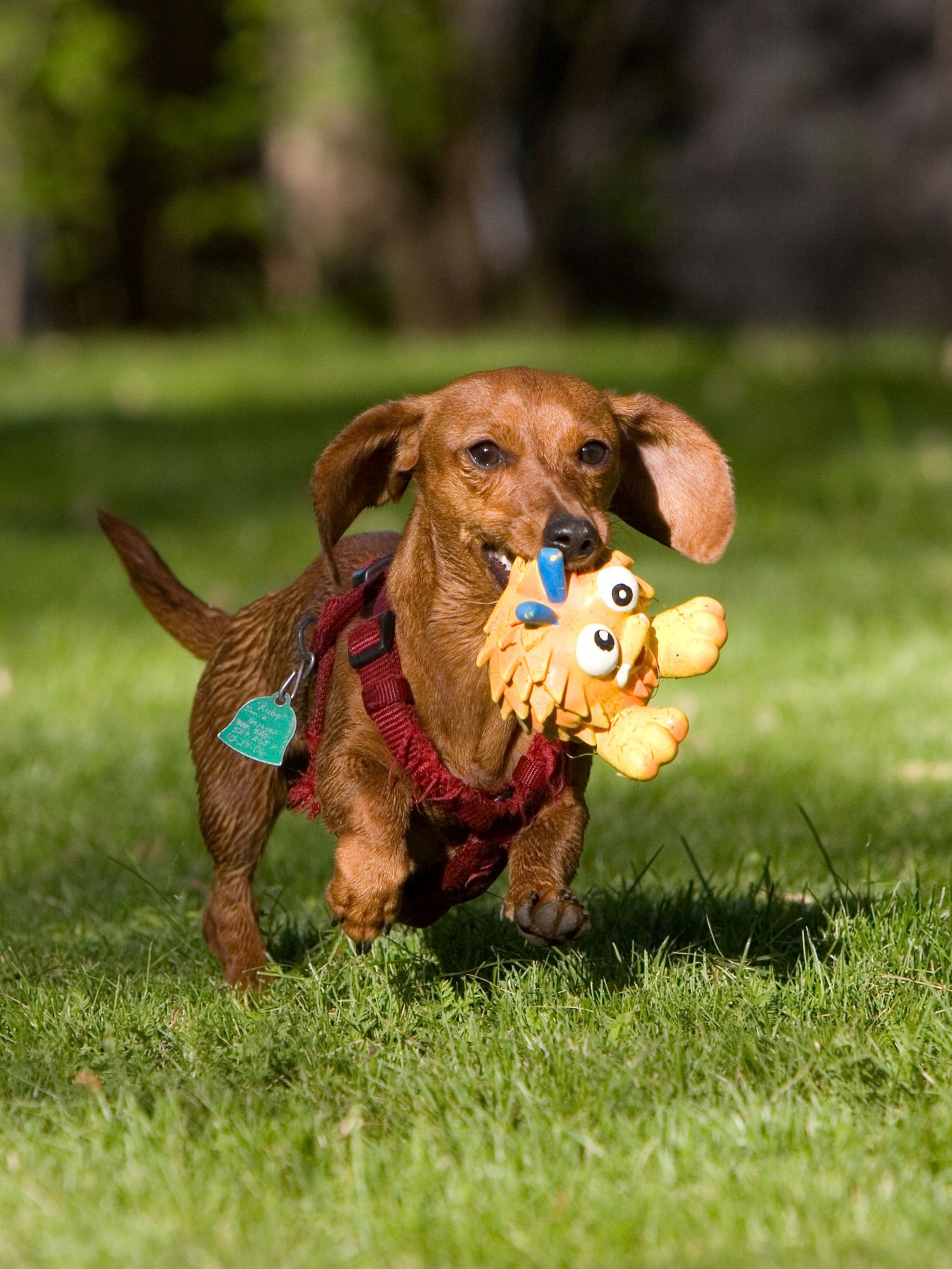 Dachshund puppy playing with a big yellow squeaky toy