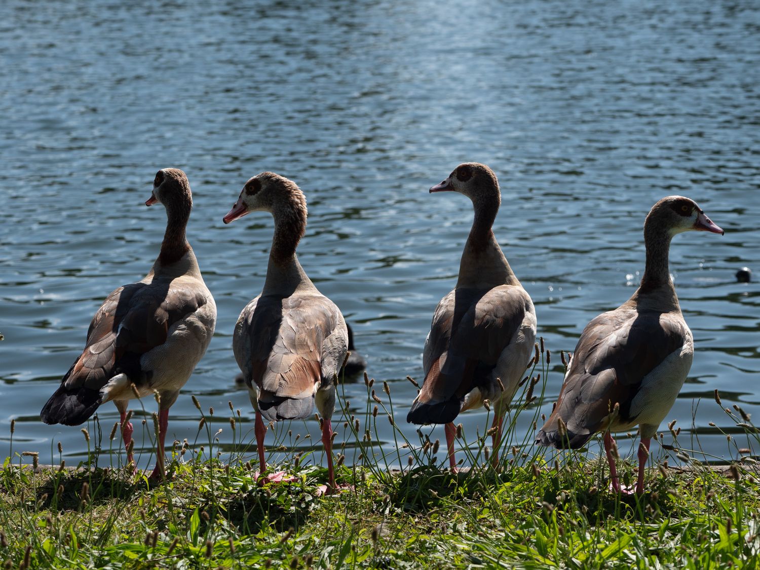 Four Egyptian geese standing in front of Tervuren Pond in Belgium