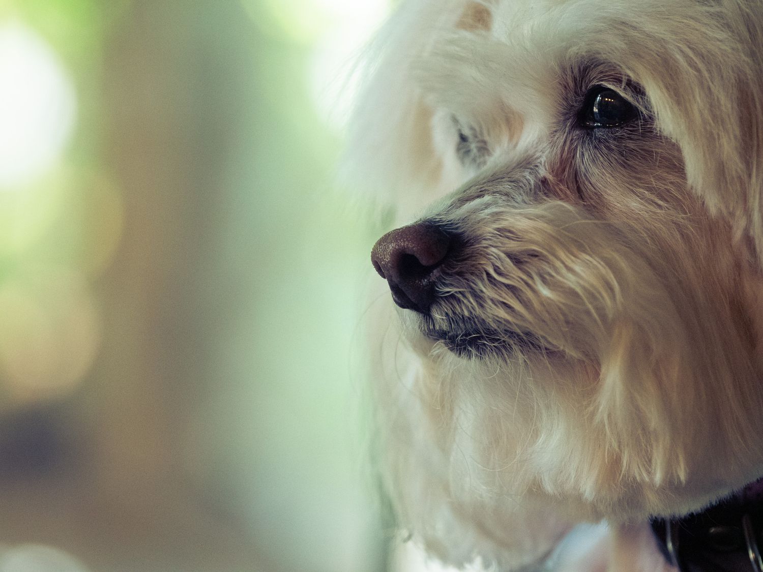 White fluffy dog with dreamy blurred out background