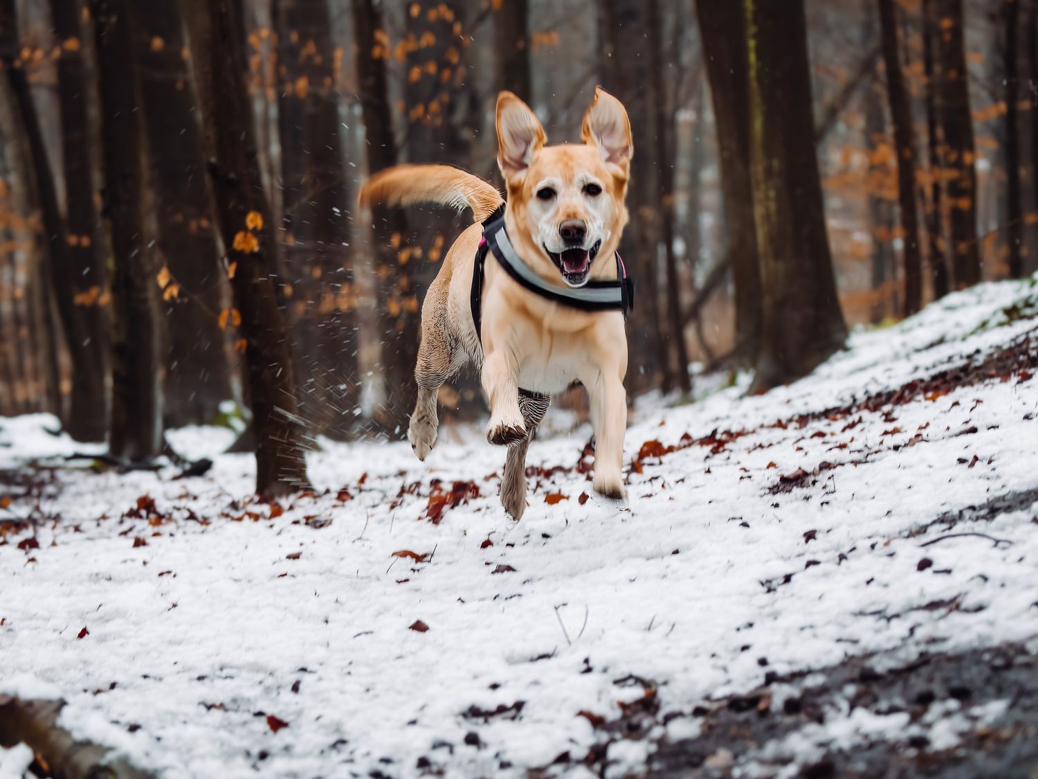 Dog playing in snow four legs off the ground.