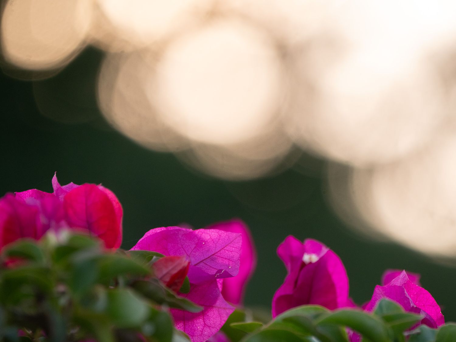 bokeh with bougainvillea flowers