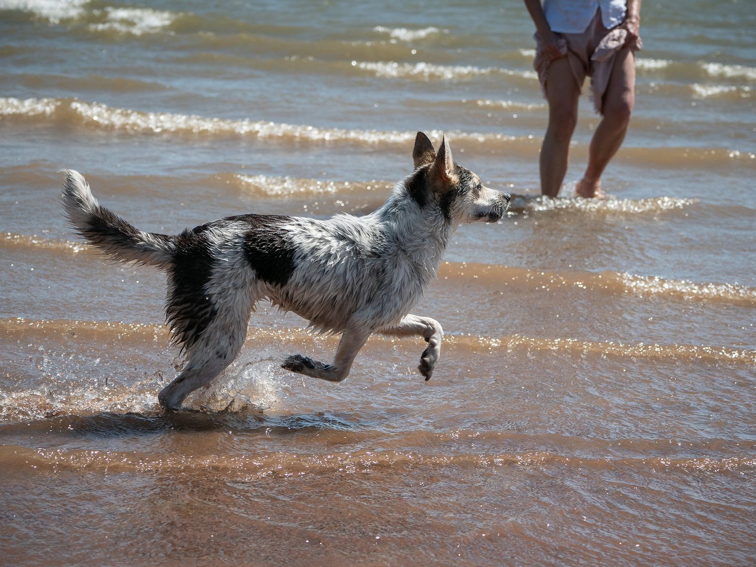 Dog playing in lake waves with woman and legs near by.