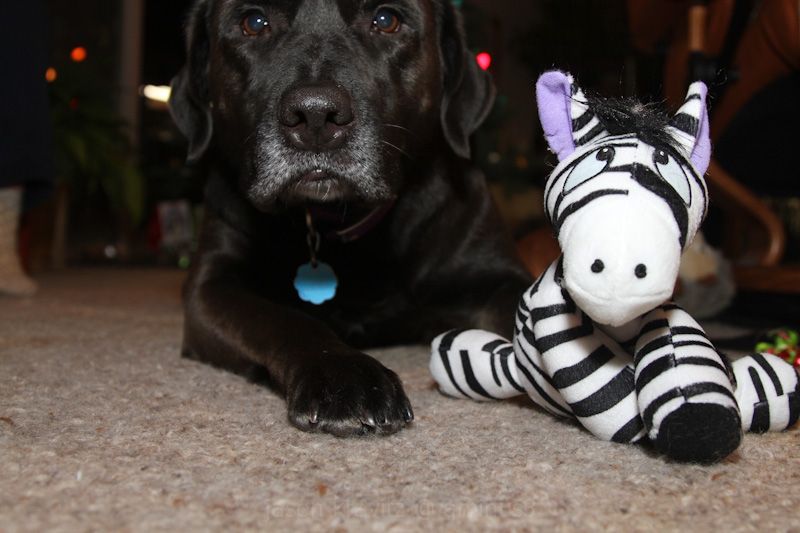 Black dog cuddling stuffed animal zebra.