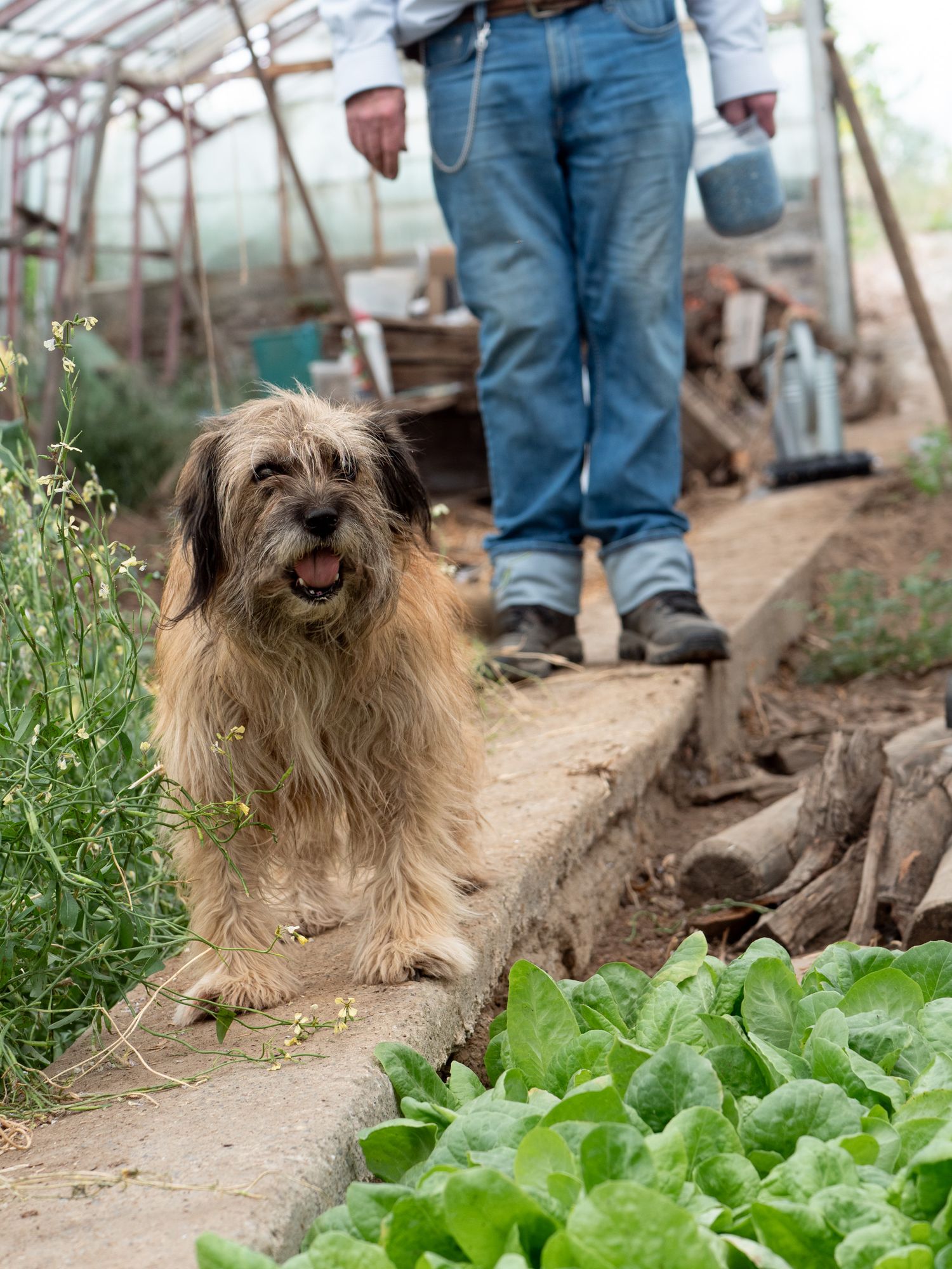 Dog in greenhouse working with man