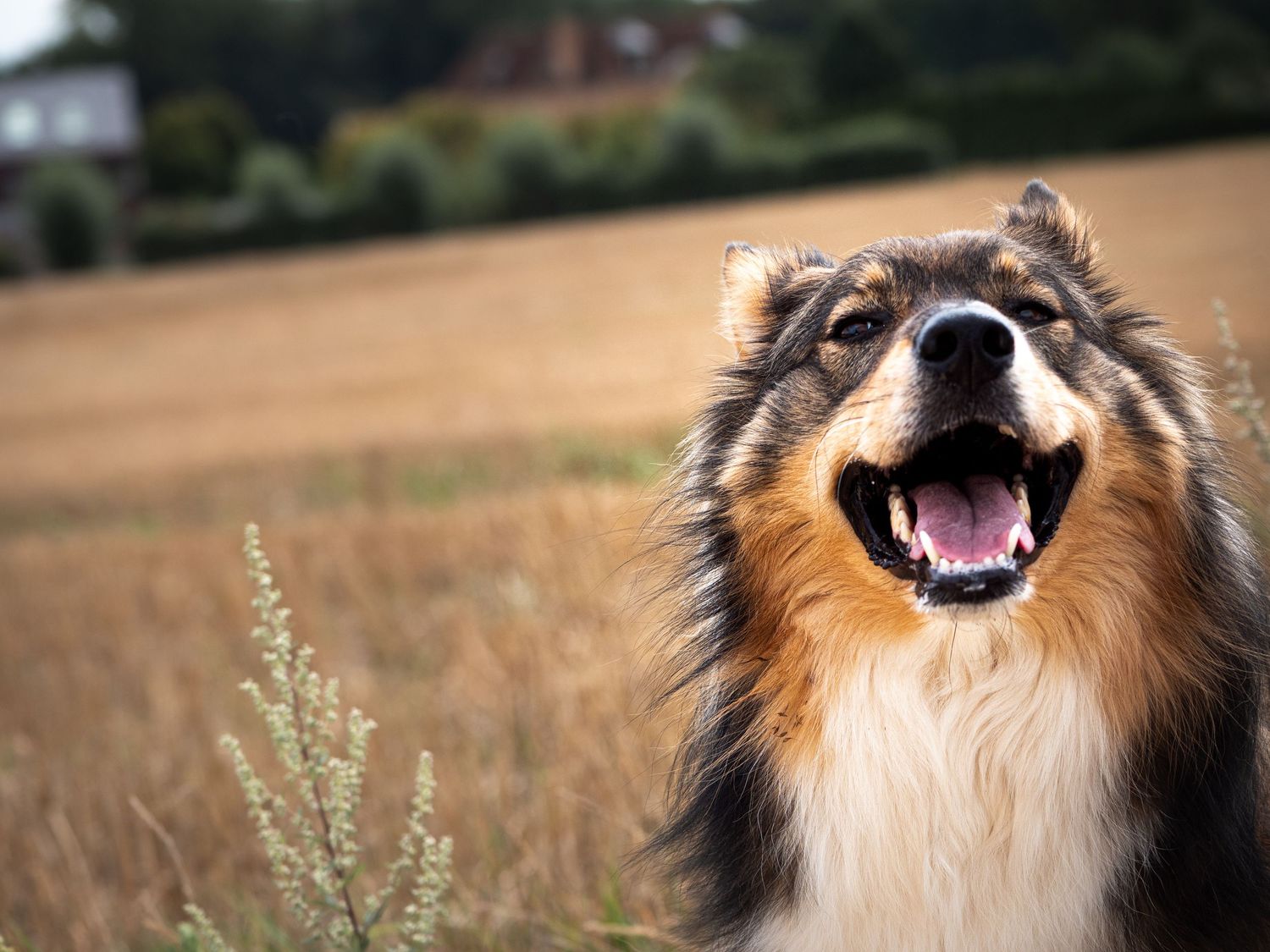 cute dog smiling near empty plowed field