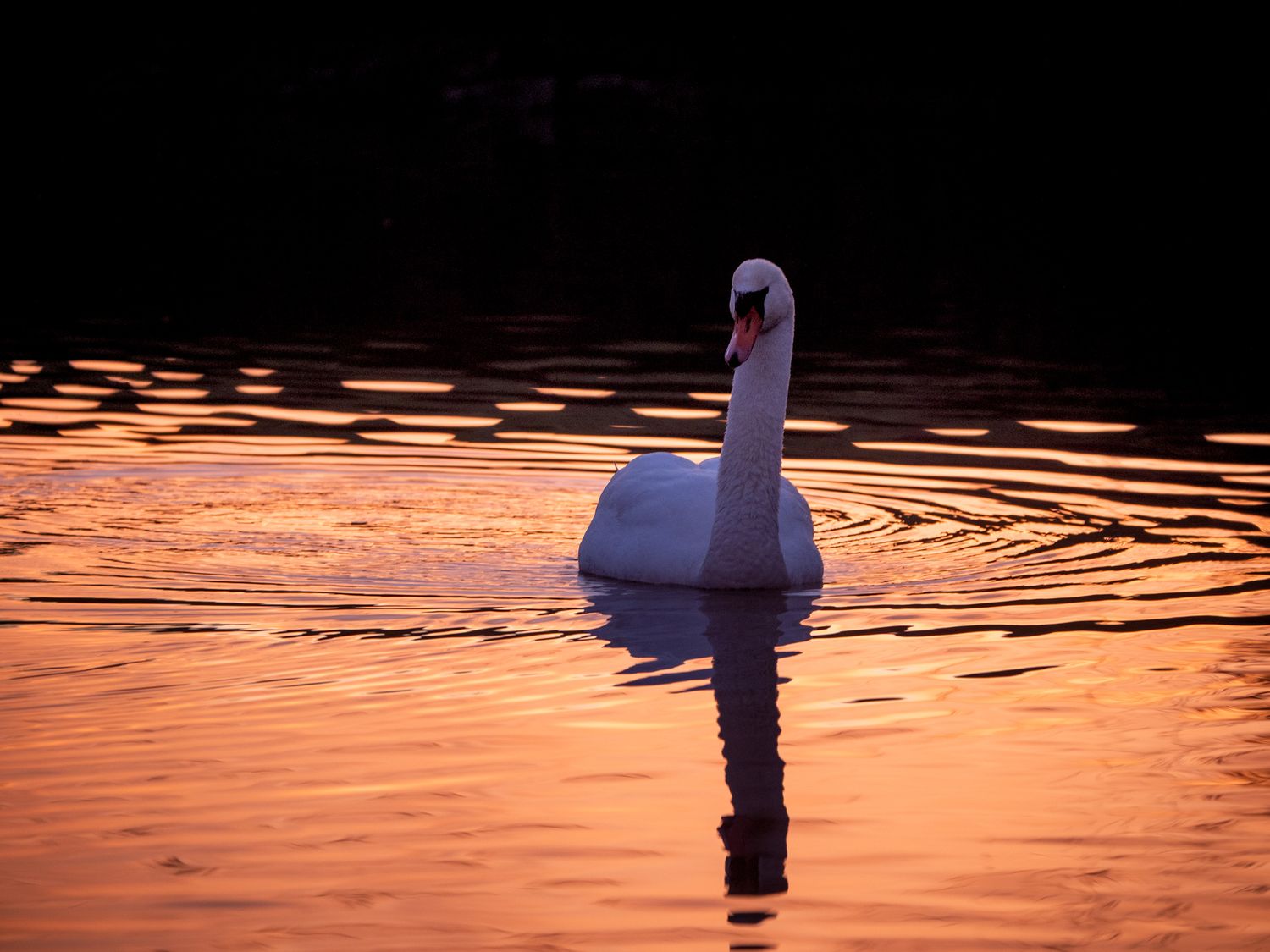 swan on sunset orange pond