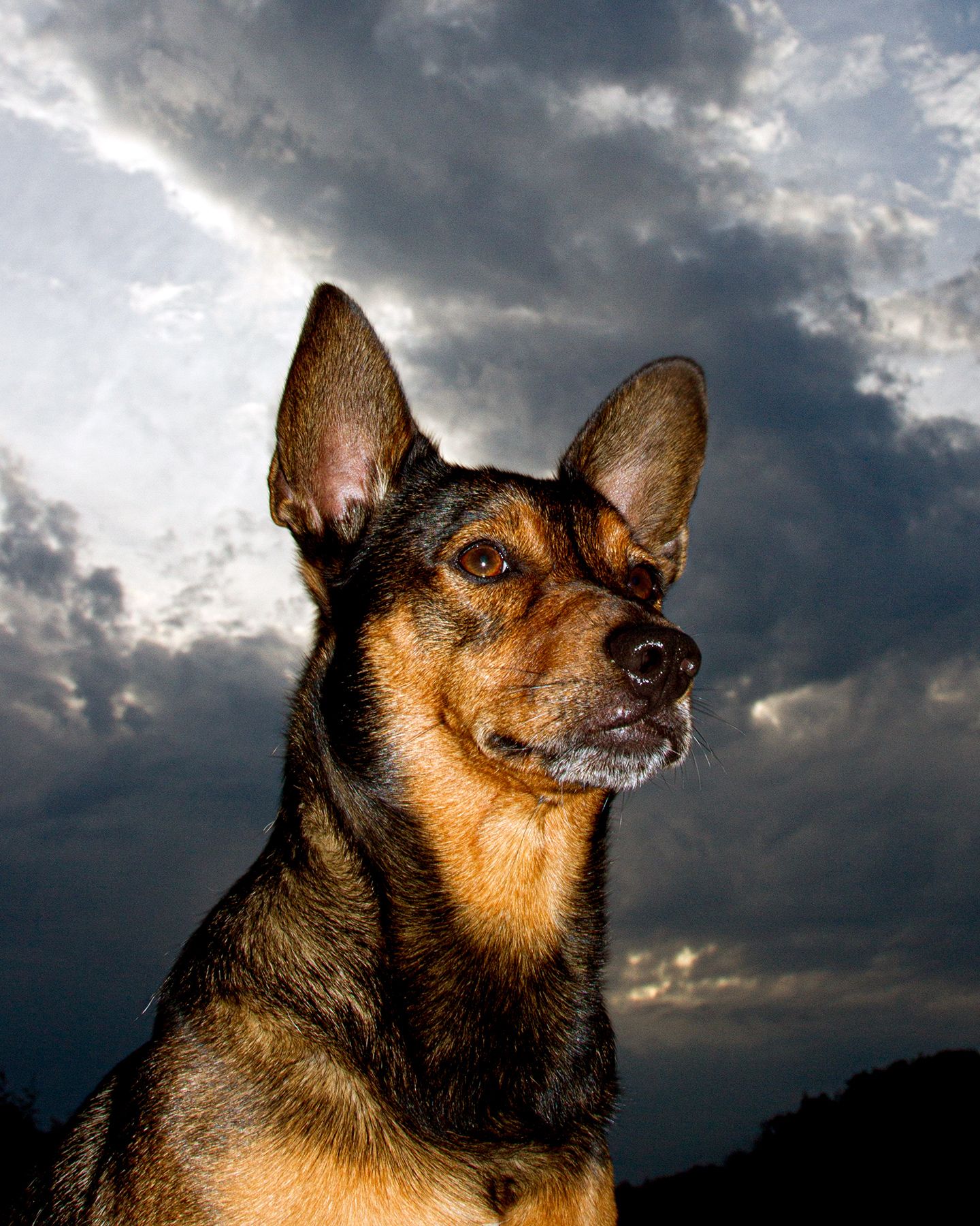Handsome mutt with big ears and dramatic sky behind.