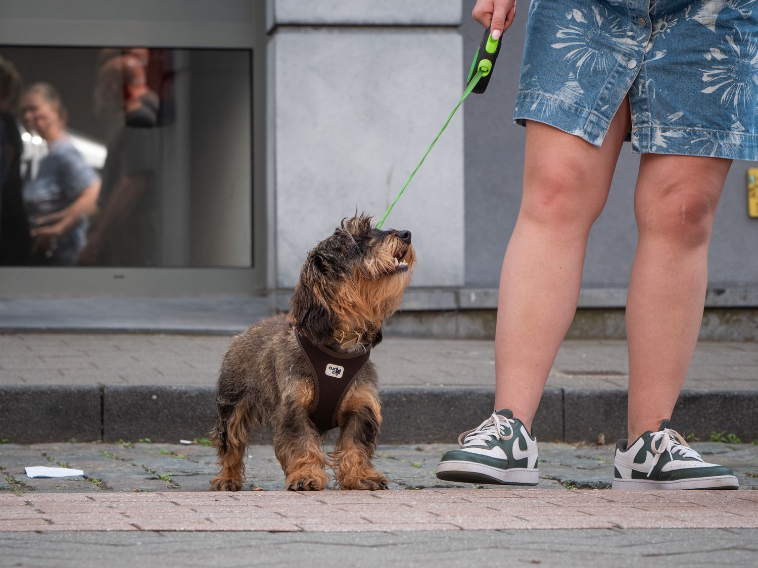 Cute bearded dachshund and woman's legs