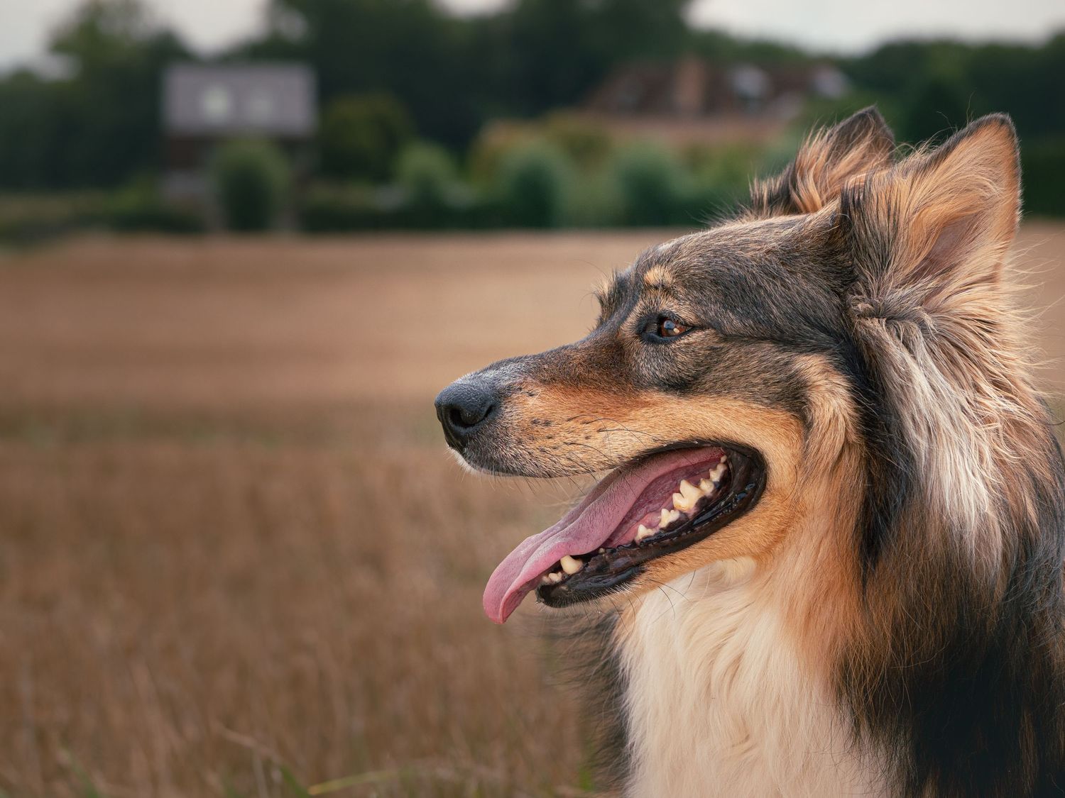 dog near plowed wheat field