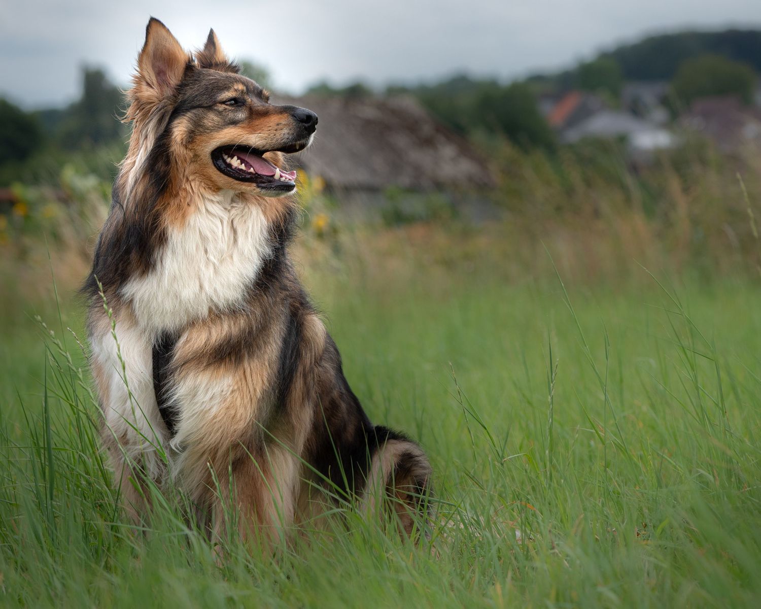 dog posing in high grass