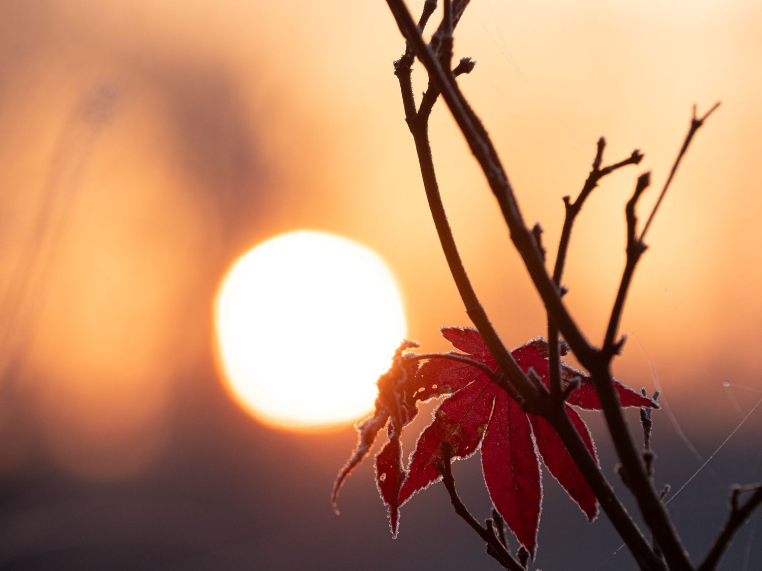Close-up sunrise with icy maple leaf