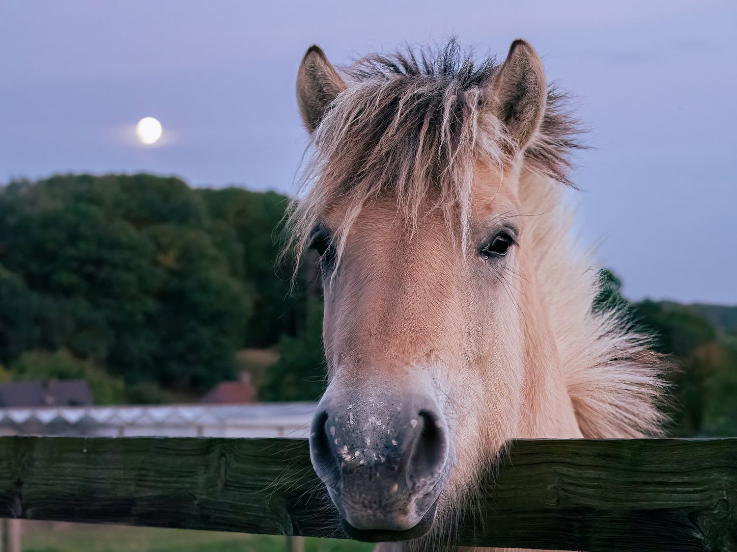 Horse looking over fence with moon in background.