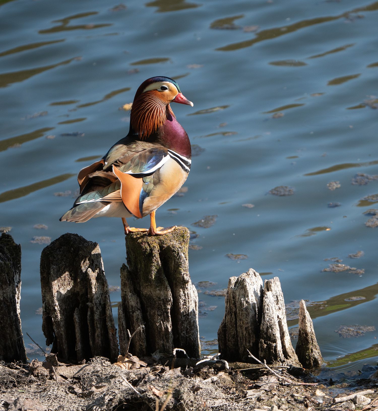 Mandarin duck in Tervuren Park, Belgium