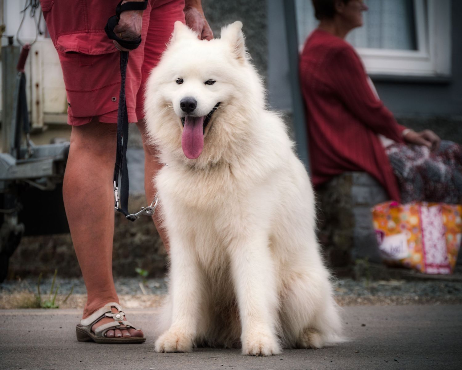 Fluffy white dog with tongue hanging out.
