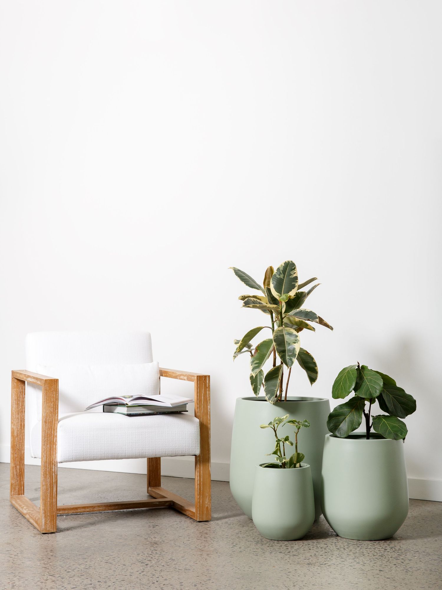 Commercial photography of indoor plants for a Melbourne lifestyle brand