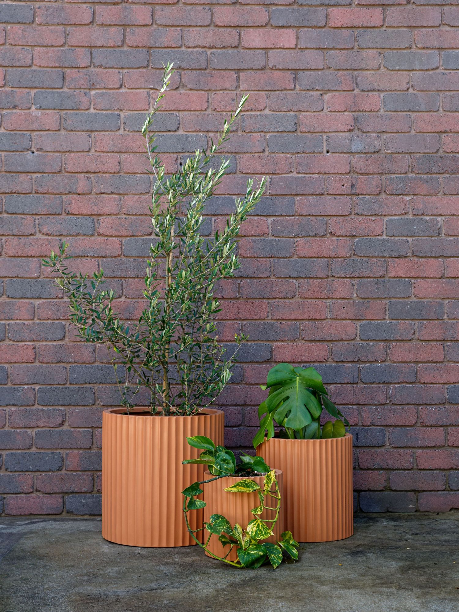 Product photography of houseplants styled in neutral ceramic planters