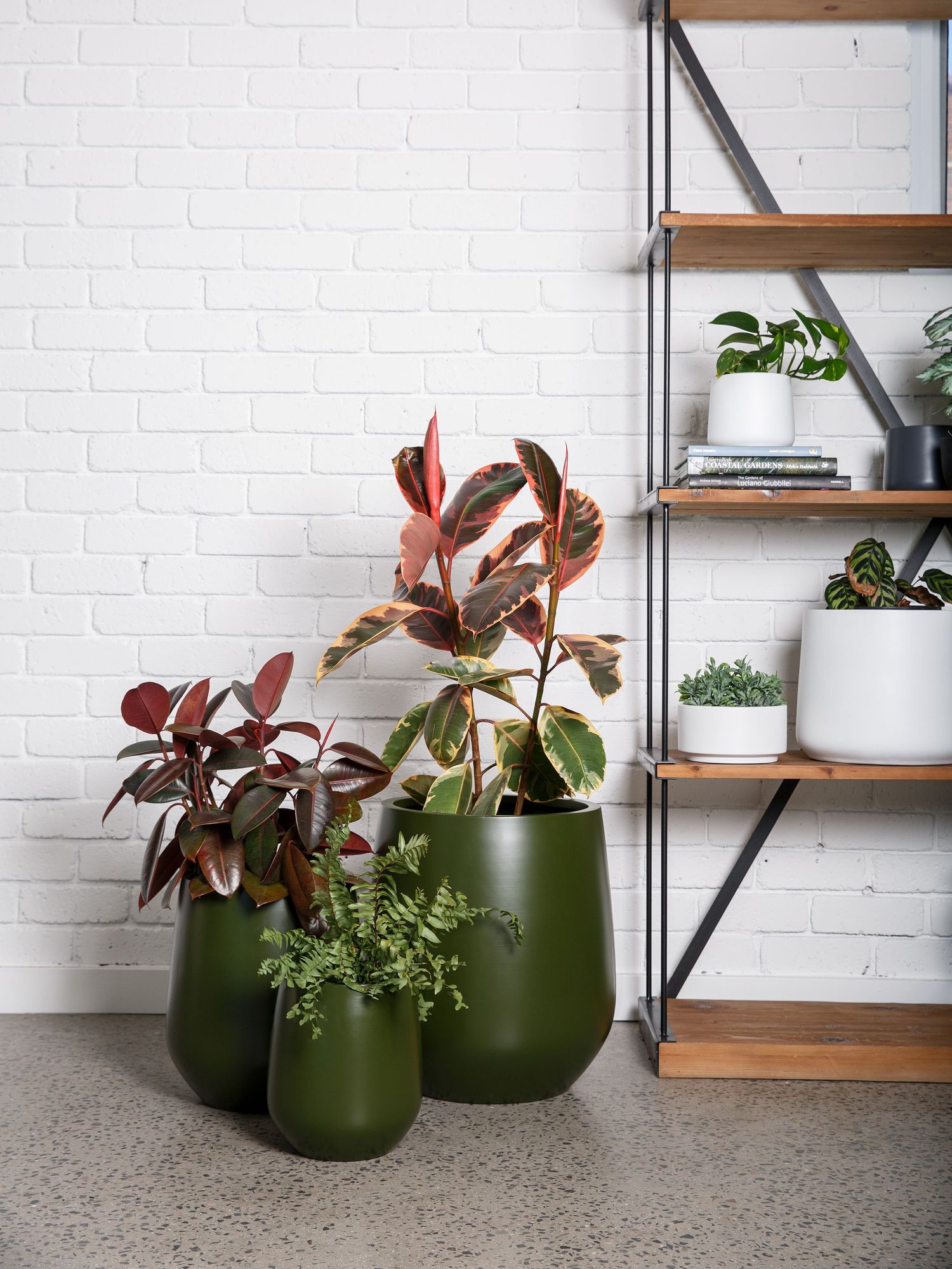 Commercial product photography of indoor plants in ceramic pots in Melbourne