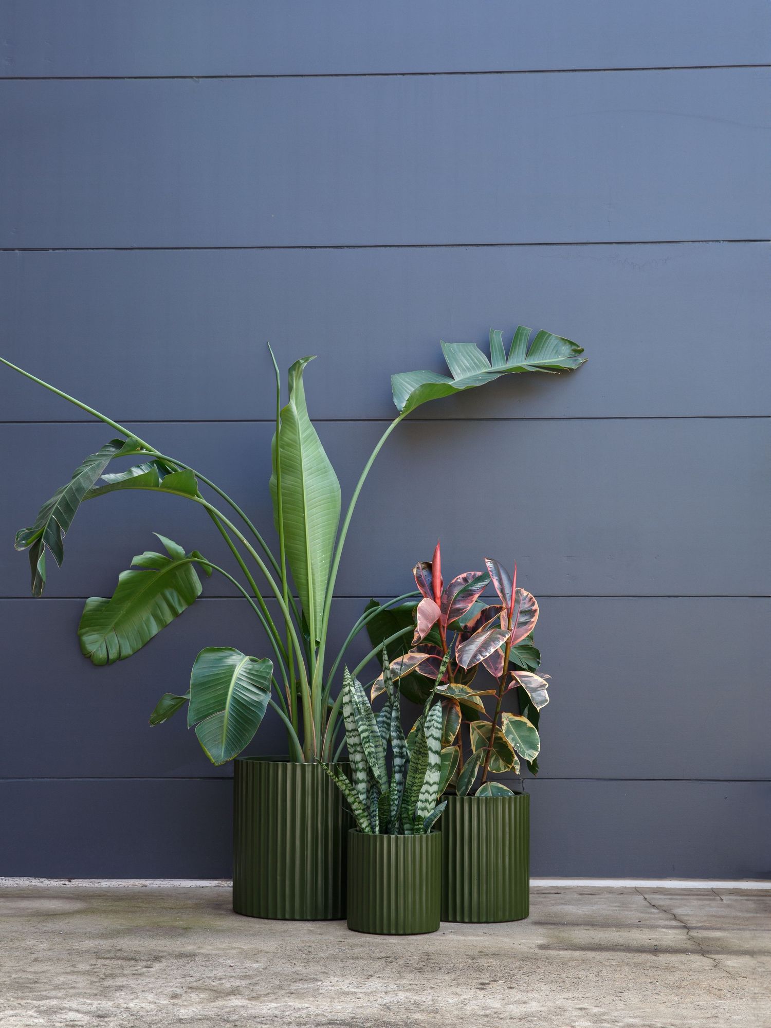 Product photography of indoor greenery styled for a commercial brand