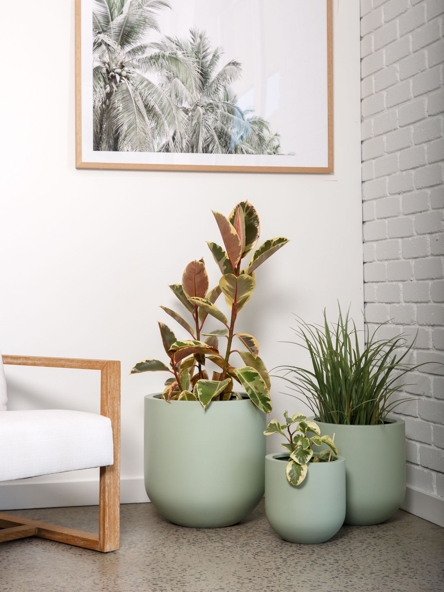 Interior product photography featuring potted plants in a bright studio setting