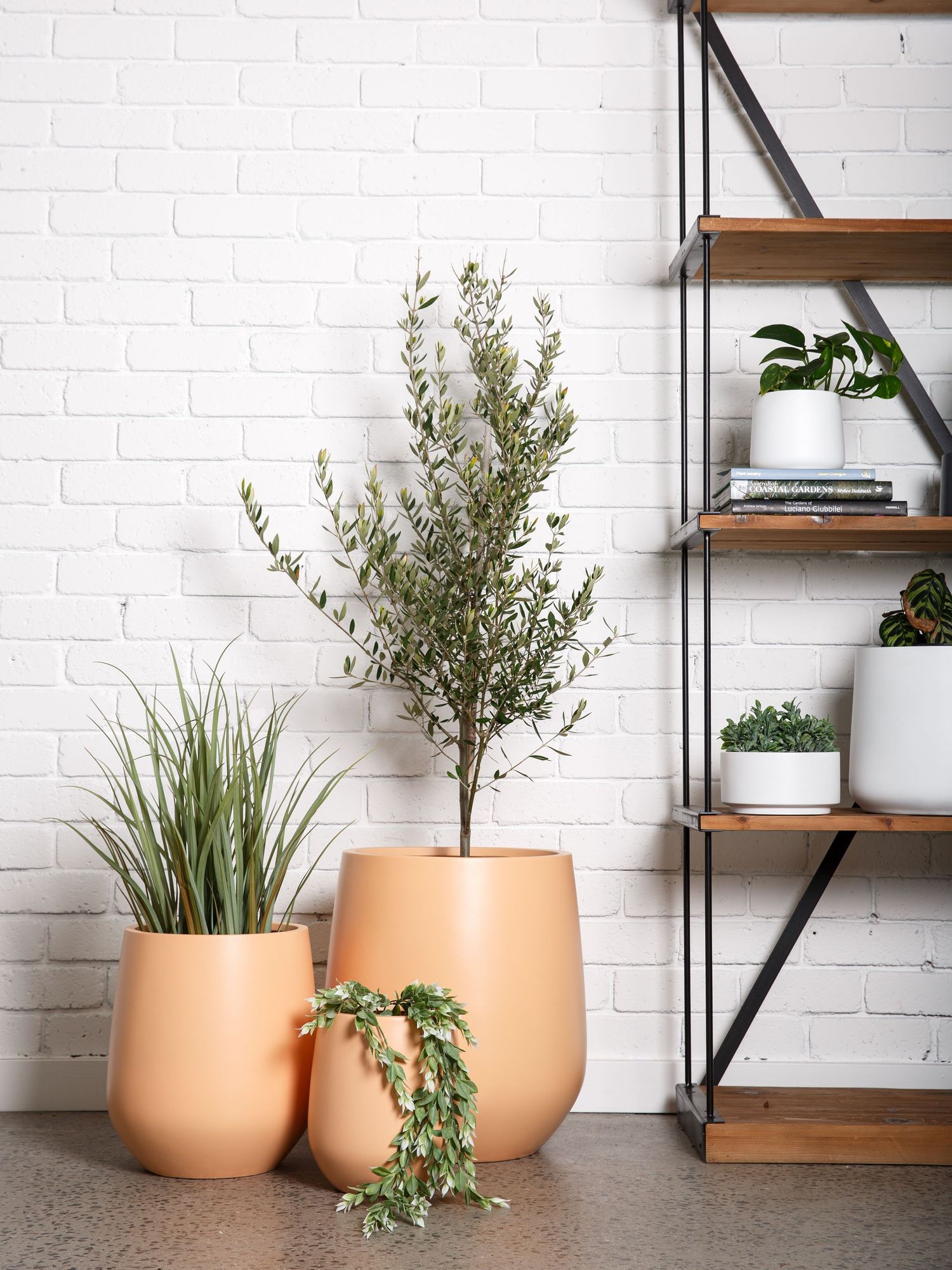 Minimalist interior plant styling photographed for a commercial brand in Melbourne