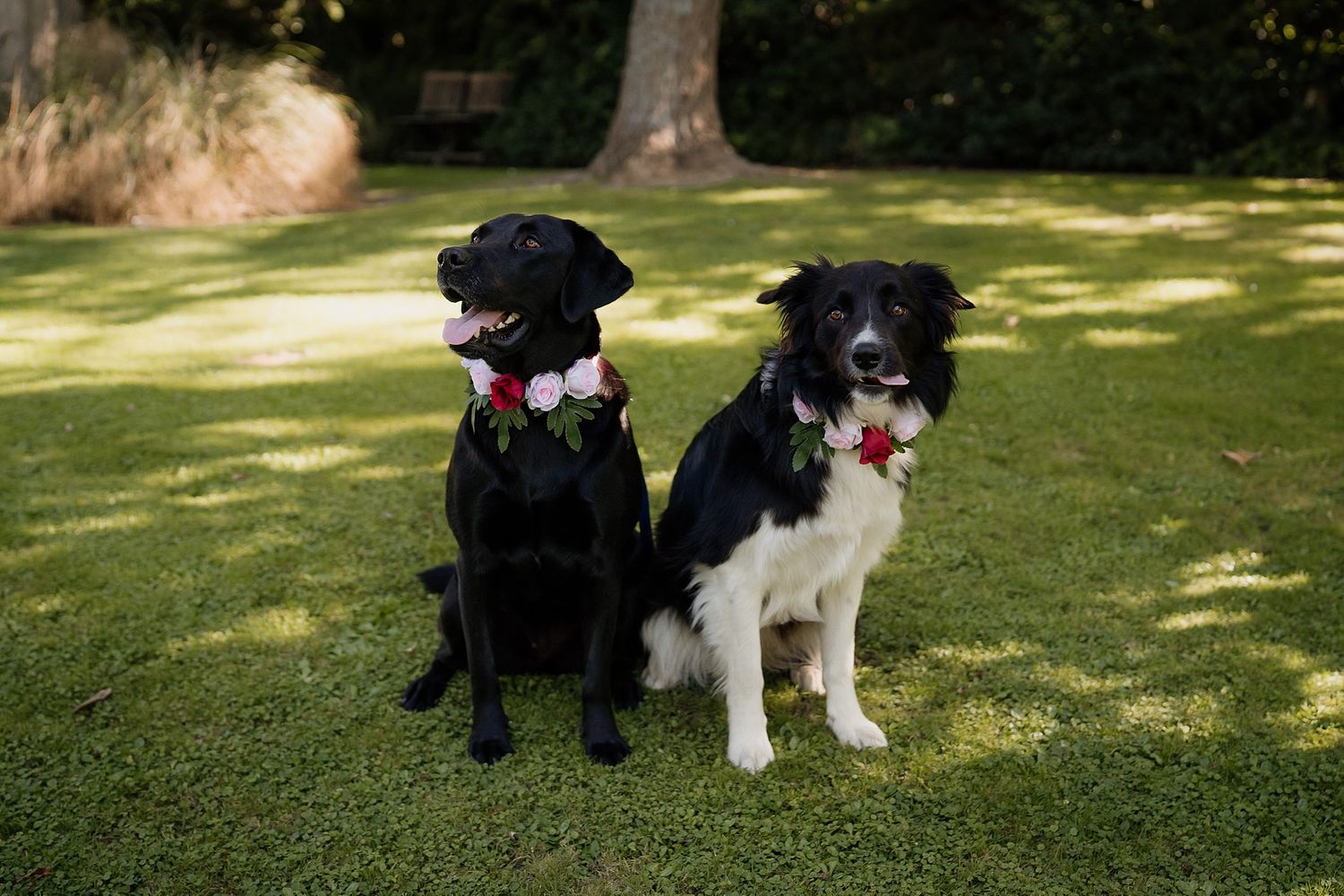 Dogs at wedding