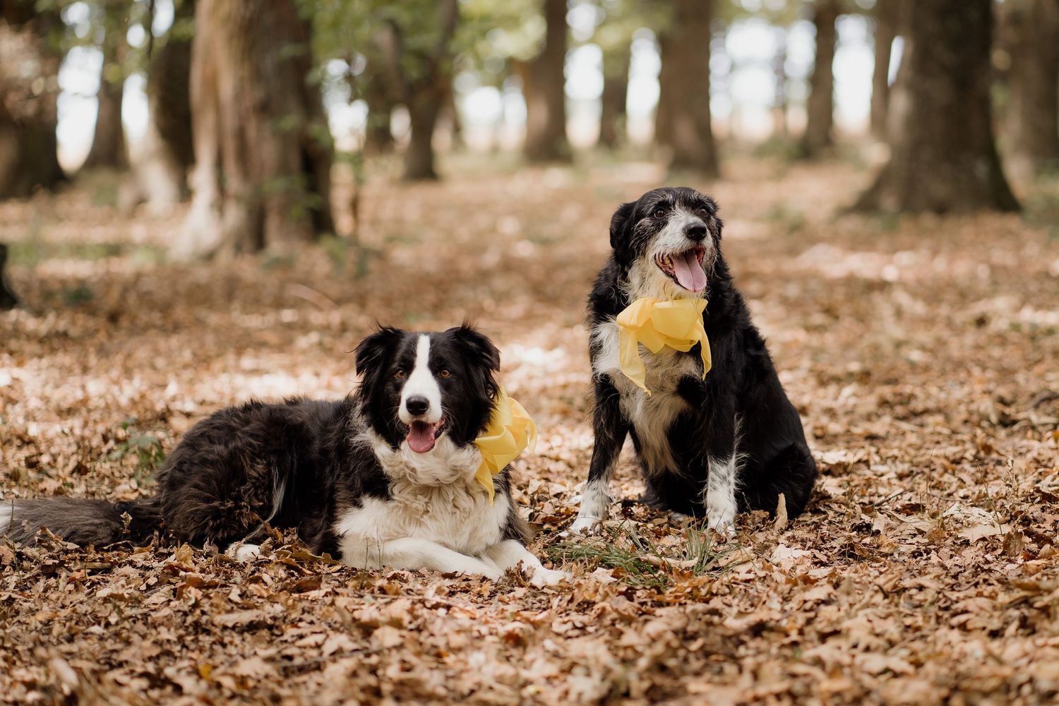 Dogs at wedding