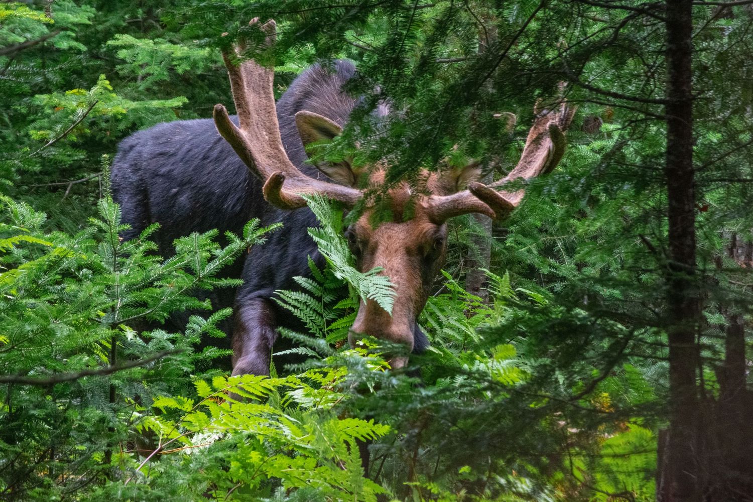moose looking at hiker during backpacking trip