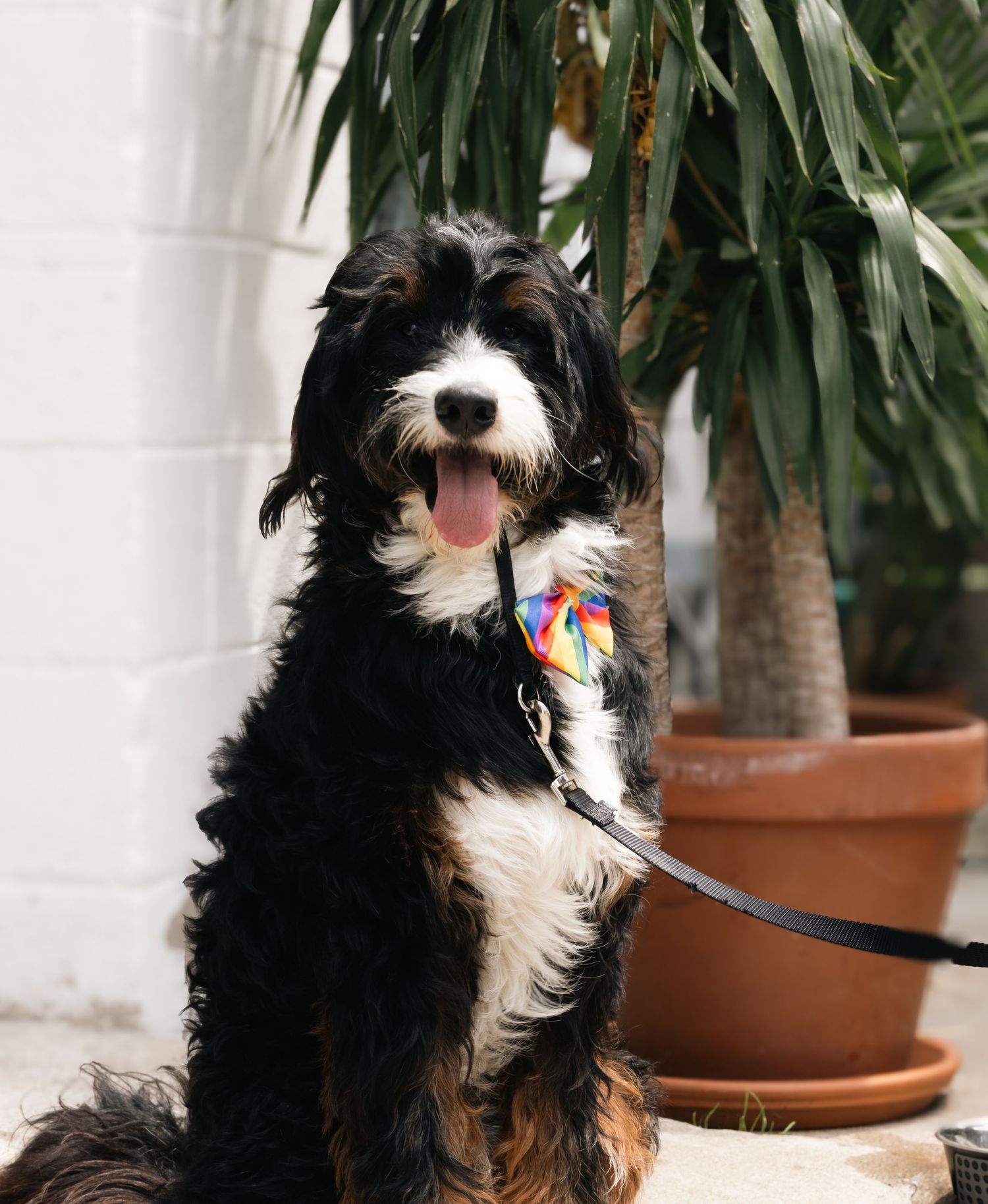 A fluffy black and white Bernedoodle dog wearing a colorful bow tie sits on a leash beside a potted palm plant.