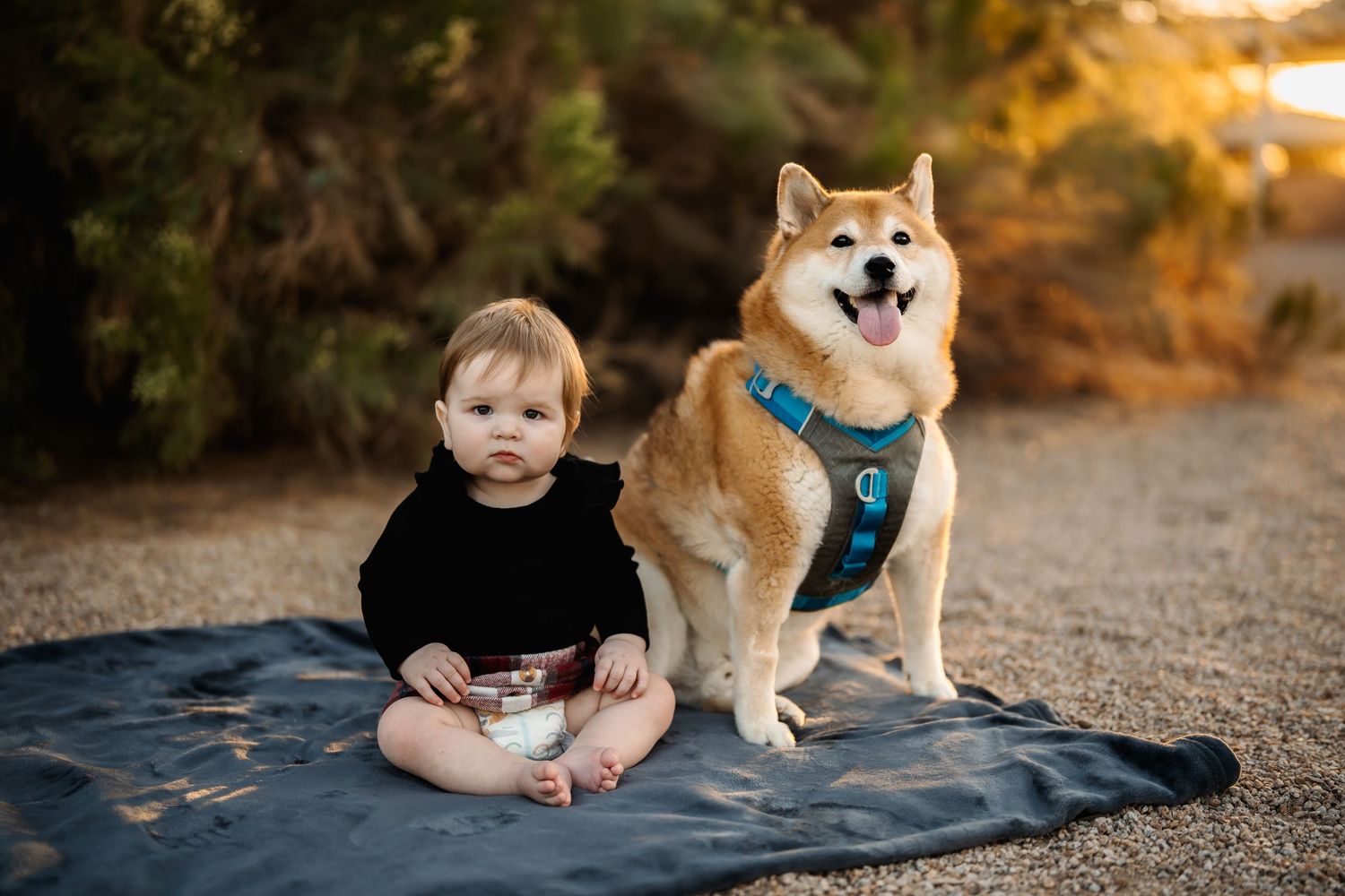 A Shiba Inu dog and a young child sitting together on a blanket during sunset in an outdoor setting.