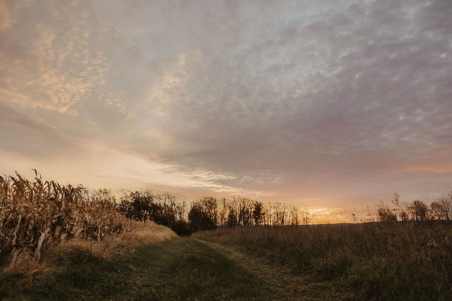Panoramic countryside landscape at sunset with dramatic clouds and silhouetted trees along the horizon.