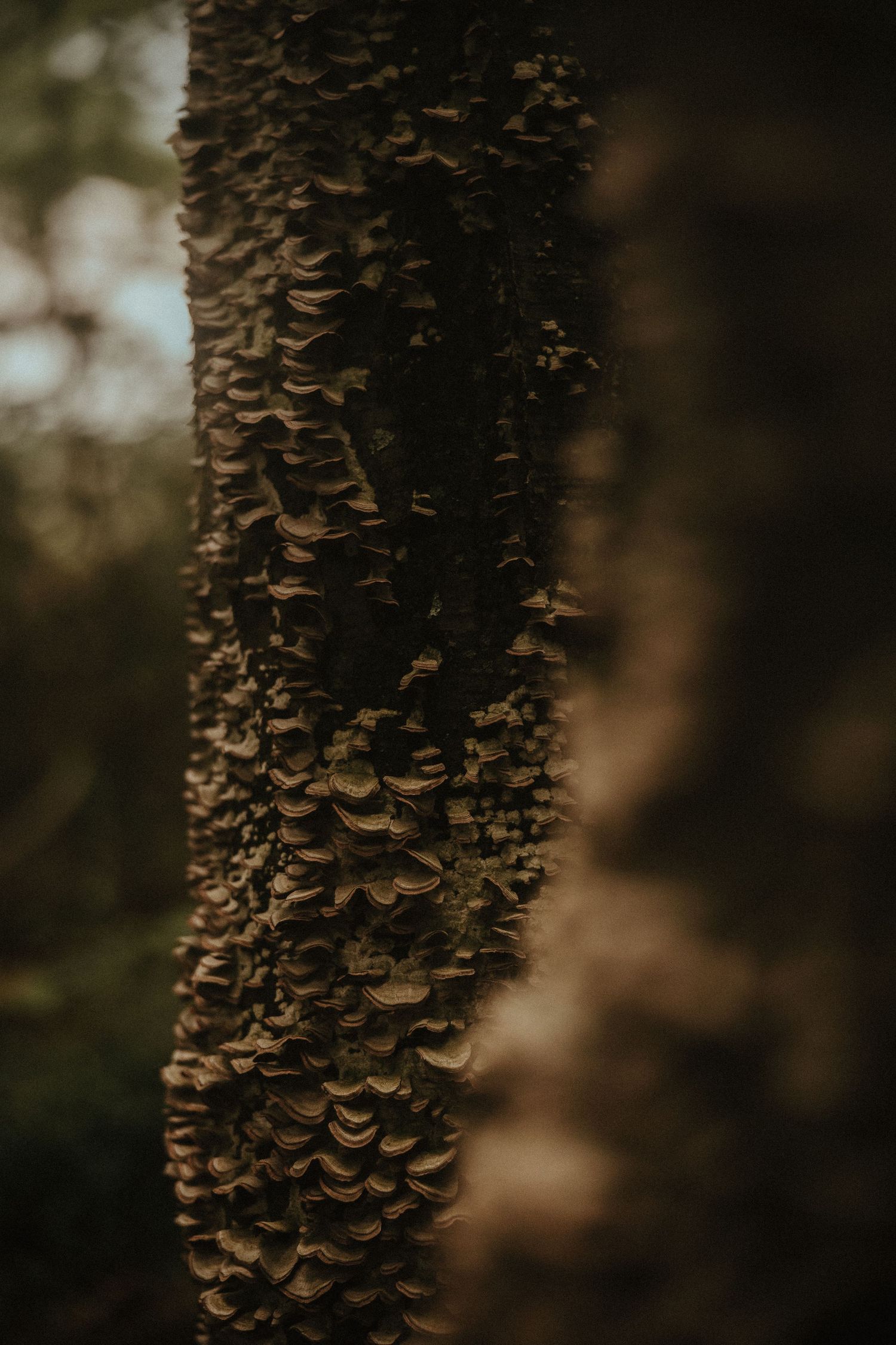 Detailed macro shot of brown shelf mushrooms growing vertically on dark tree bark.